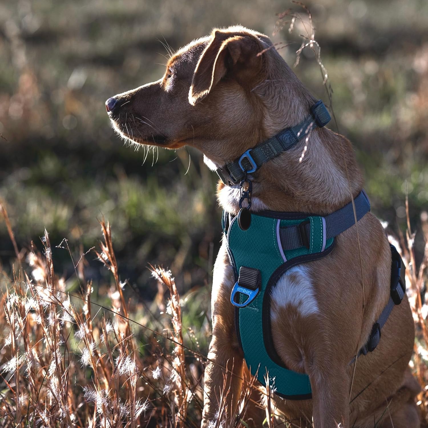 Embark Adventure XL Dog Harness – No-Pull, Reflective Trim, Military-Grade Nylon, 2 Leash Clips with Gel-Lined Handle, Soft & Padded